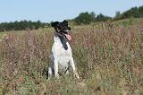 FOX TERRIER POIL LISSE 062